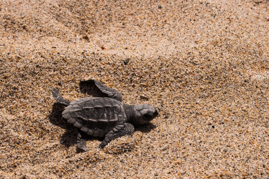 Liberación de tortugas en Puerto Vallarta: Conservación marina y el valor de un entorno natural protegido