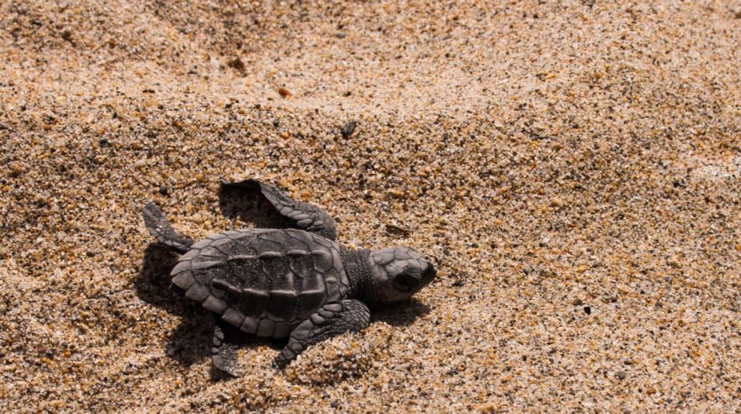Liberación de tortugas en Puerto Vallarta: Conservación marina y el valor de un entorno natural protegido