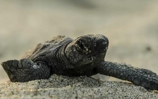 Sea Turtle Release in Puerto Vallarta | Conservation & Coastal Living