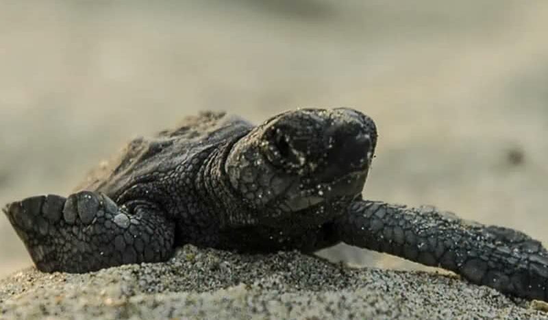 Sea Turtle Release in Puerto Vallarta | Conservation & Coastal Living